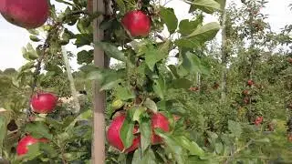 Oogst Elstar-appels - De Fruitigste