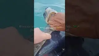 They saved the life of a sea turtle 🥹 (via lee.lam45)