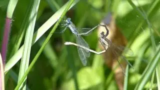 3.8.16 Leste fianc&eacute; (Lestes sponsa, Emerald Damselfly or Common Spreadwing)