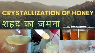Crystallization of honey? Is crystallized honey pure or fake? The truth about frozen honey #honey