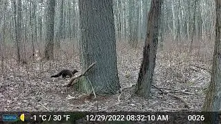 fisher climbs tree while hunting 20221229