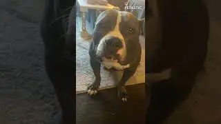 Woman Gives Pitbull A Pep Talk  || PETASTIC 🐾
