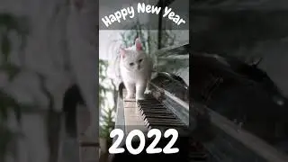 100+ Happy New Year 2022 Funny Video Download | Cat In The Piano | Cute Animal