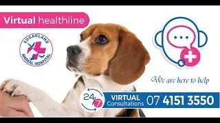 Virtual Health Consults with Sugarland Animal Hospital and Mr Scruff E. Dog