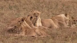 Zimbabwe: Pride of lions kills 5 poachers and injures 3 others