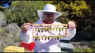 Пасіка в Іспанії - 
