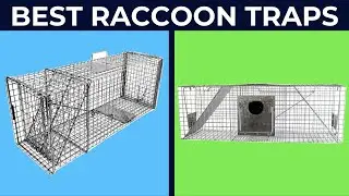5 Best Raccoon Traps 2020 | Top Picks & Review