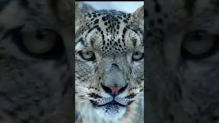 The Silent Hunter #SnowLeopard #Wildlife #Predator #Conservation
