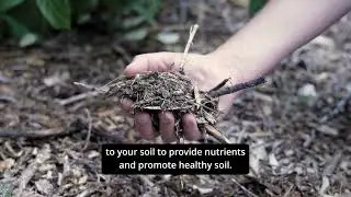 Save Water and Money: Water Outdoor Plants Efficiently