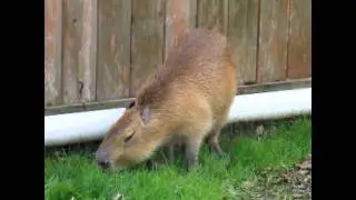 Garibaldi Rous: Master of the Grasses