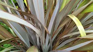 Phormium tenax Purpureum Group