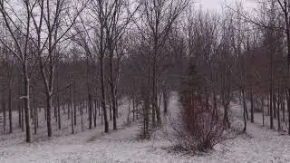 short blizzard ambience at night