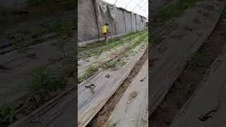 #asad #gardening #farmer #garden #treanding #agriculture #plants #tamato #farming #nature