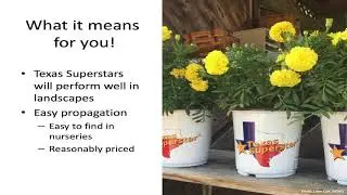 Texas SuperStar