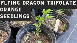 Flying Dragon Trifolate Orange Seed Planting