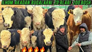 ILHONAKADAN ANGUS SMENTAL GRENFORT BUQALAR 200 BOSH 🔥✅️
