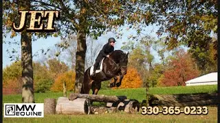 ♦️Jet is 5yr. Old registered bay FSHR gelding