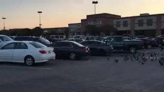 Birds mourning death of fellow bird