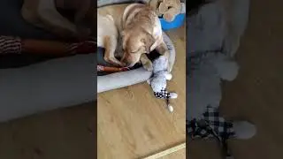 Я буду чист! #собака #шорты #милый