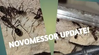 The Good ant Bad Of My Ant Colony. Novomessor cockerelli Update 1