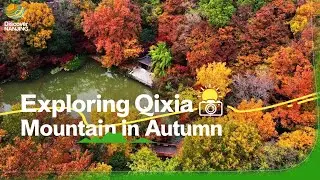 Red Leaves Everywhere! Exploring Qixia Mountain in Autumn