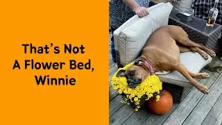 What&rsquo;s Wrong With Your Dog? 50 Hilariously Derpy Dogs That&rsquo;ll Make Your Day Better 🐶