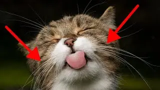 Unleashing the Truth: Mind-Blowing Facts About Female Cats
