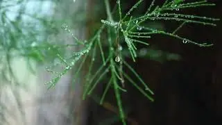 SERGEY RELAX - Sounds of nature.Sounds of rain in the forest for relaxation and sleep.