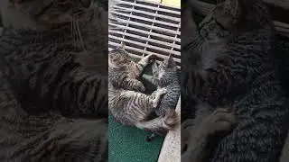#amigosanimales