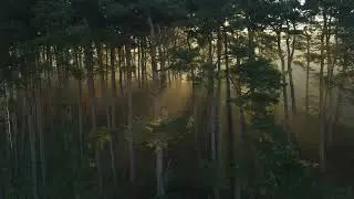 2022 RELAXING PIANO MUSIC - Nature, Relax, Peaceful, Good Sleeping, Calming Music, Wood Background