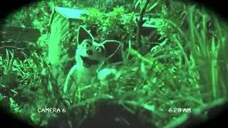 Mongrels | Nelson on Springwatch
