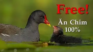 Tiếng Chim Kịch 1 - SOB || Tiếng Chim Quốc Biển Miễn Phí || Tiếng Chim Trích Ré Miễn Phí