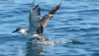 Great Shearwater (Ardenna gravis)(formerly Puffinus gravis) Swimming Taking Off in Flight