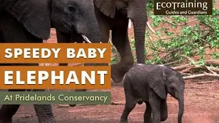 Speedy Baby Elephant #Shorts