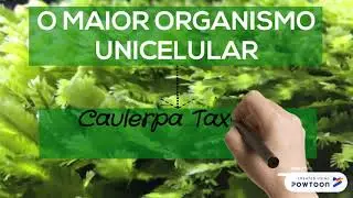 O maior organismo unicelular