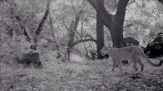 The female Mountain Lion 
