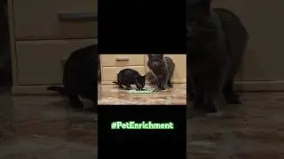 My Cats OBSESSED with this Lick Mat! Link in desc if you need one! #LickMat #Cat #HappyCats #Shorts