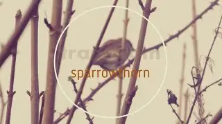House sparrow - brown masked bramble bandit