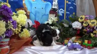 Chihuahua Long Coat