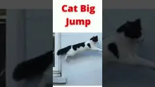 Cat Big Jump Amazing