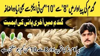 How to increase wheat yield 8 to 10 mds per acre? Importance Last irrigation to wheat? Large garins