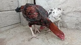 Rooster for you video#trendingvideo#trendingshorts#trendingreels#viralaseel#kingaseel#topaseel#birds