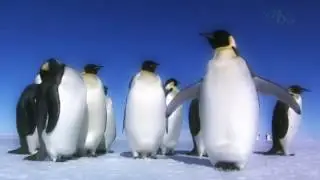 Documentary Amazing Beauty Of Nature Under Ice   Antarctic   HD Nature Documentary