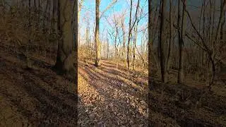 One minute of walking through the Tennessee woods in late fall.