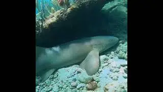 Sleepy Shark