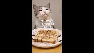 Kitchen Cat | Cooking Cat| Food|#shorts