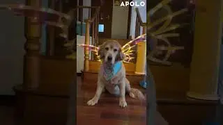 Electric Luminous Butterfly Wings#apollobox #butterfly #wings #toys #glow #iridescent