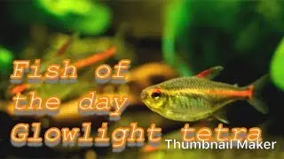 Fish of the day | Glowlight tetra