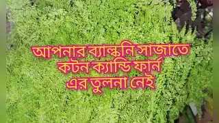 How to care cotton candy fern/কটন ক্যান্ডি ফার্ন গাছের সম্পুর্ন পরিচর্যা/