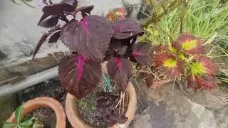 Afrin ruftop gardening #netural home garden #bdnewgerdenvediovlog